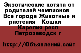  Экзотические котята от родителей чемпионов - Все города Животные и растения » Кошки   . Карелия респ.,Петрозаводск г.